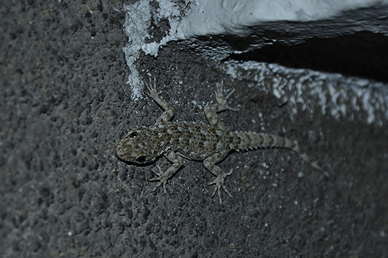 геккон в болгарии