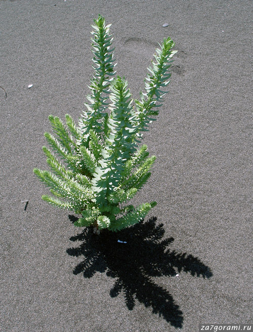 Растительность пляжей