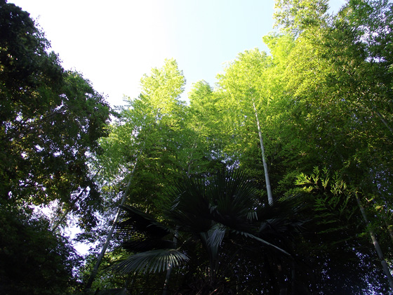 Ботанический сад в Батуми