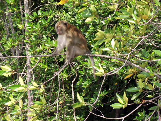 обезьяна в мангровых зарослях