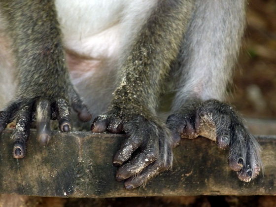 Ногти обезьяны