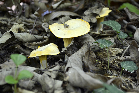грибы в гелатском лесу
