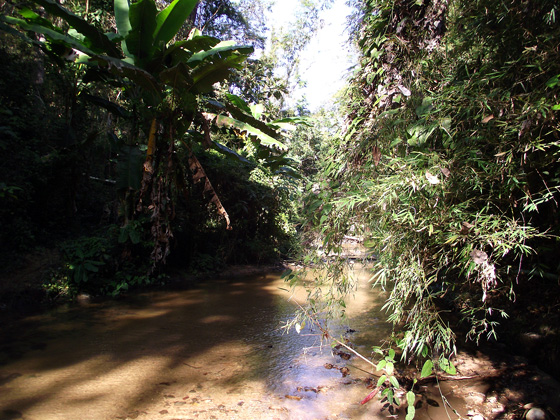горная река в джунглях