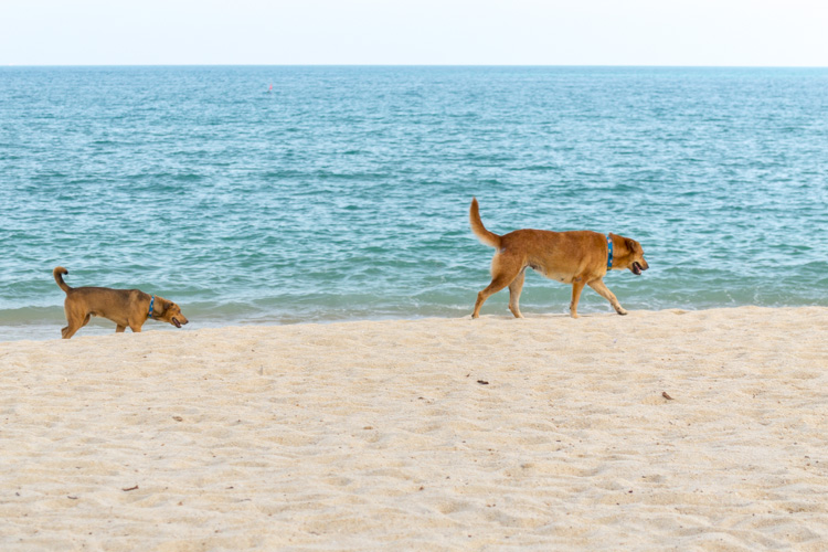 Собаки на пляже Ламай, Самуи